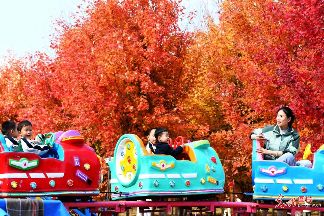 枫叶火红醉游人