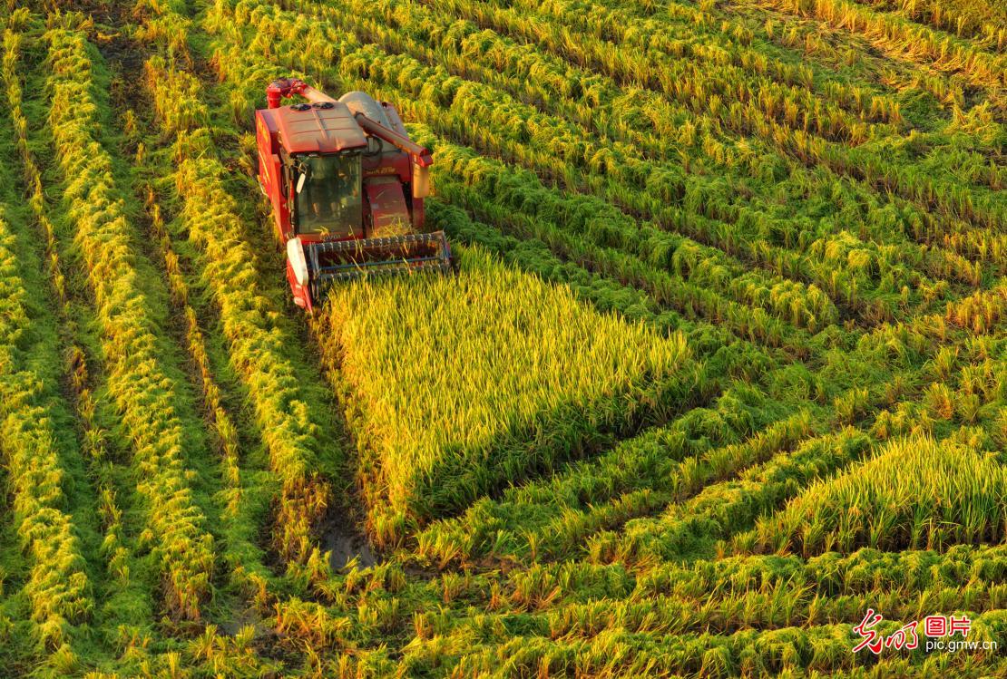 收获秋粮助归仓