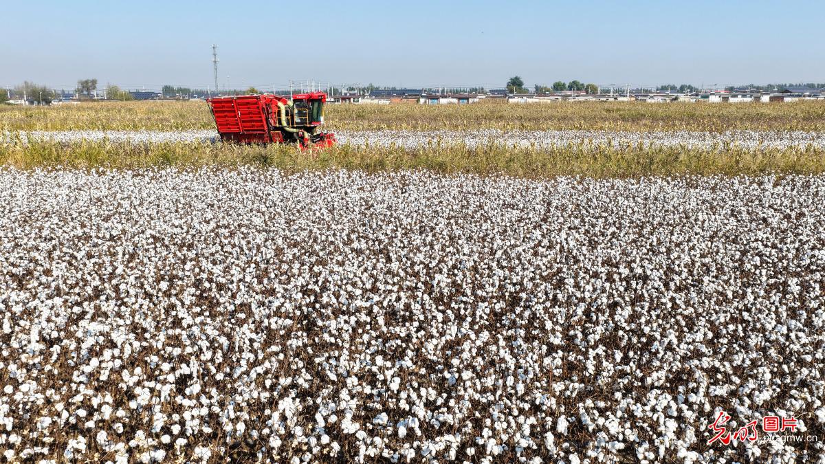 棉花喜丰收
