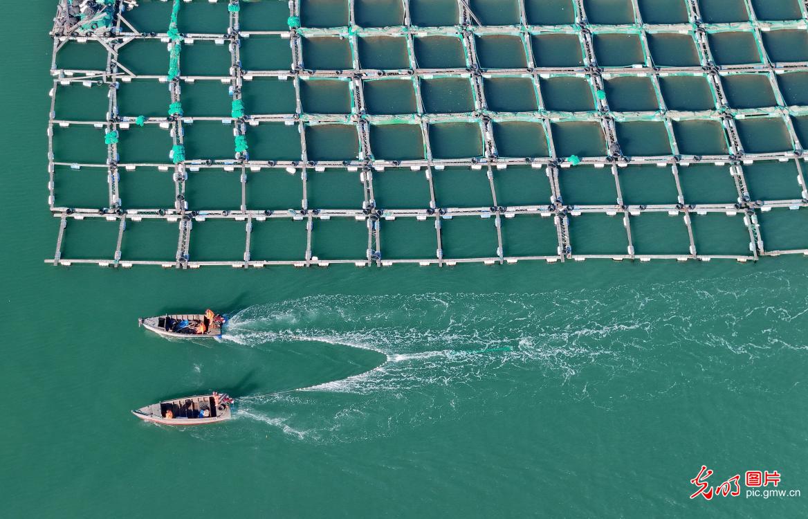 海洋牧场作业忙