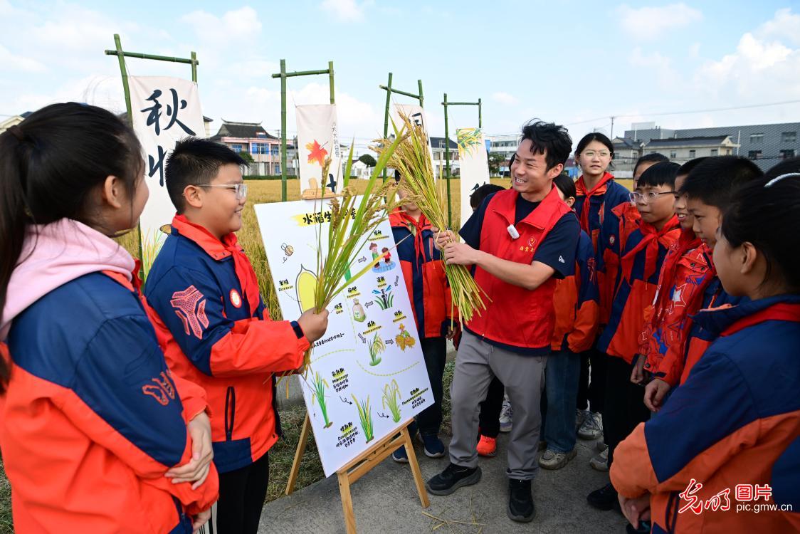 稻田研学 体验农耕 稻田研学 体验农耕