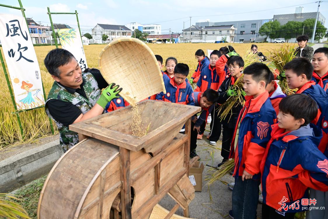 稻田研学 体验农耕 稻田研学 体验农耕