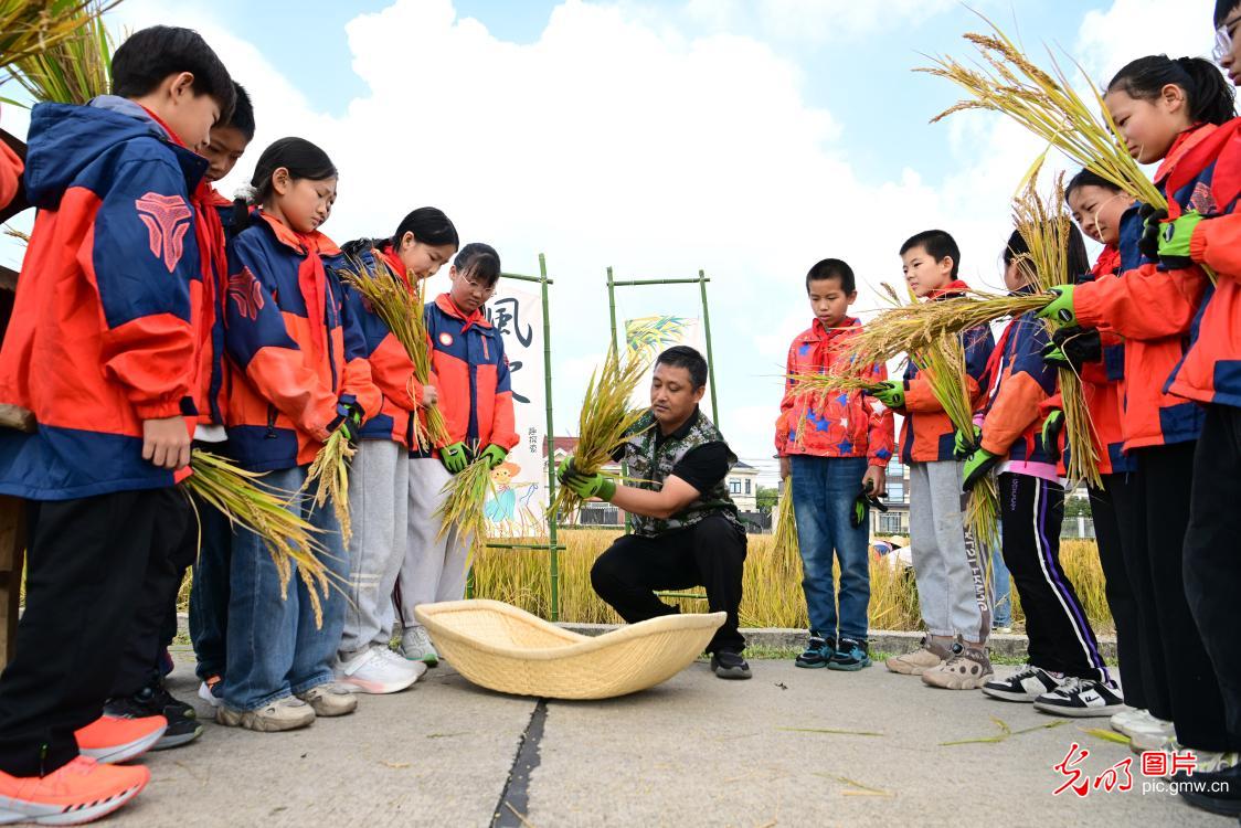 稻田研学 体验农耕 稻田研学 体验农耕