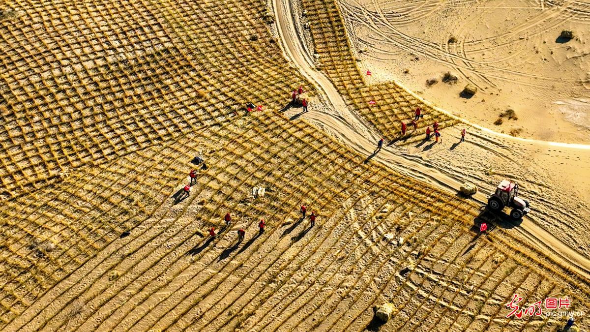 初冬时节巴丹吉林沙漠忙“锁边”