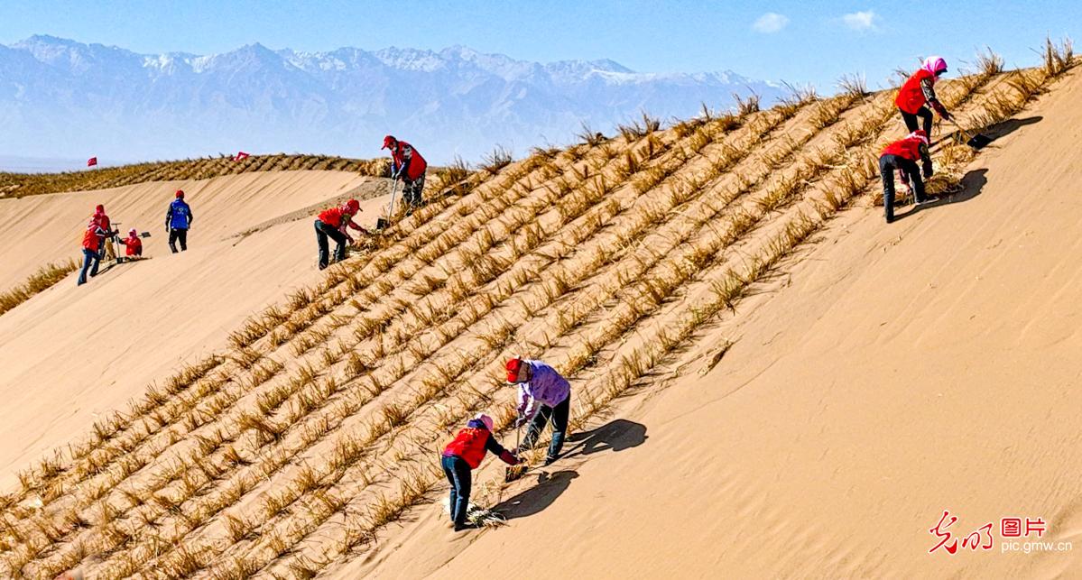 初冬时节巴丹吉林沙漠忙“锁边”