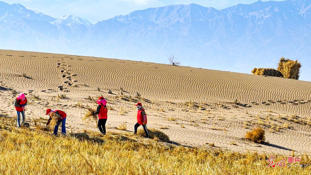 初冬时节巴丹吉林沙漠忙“锁边”