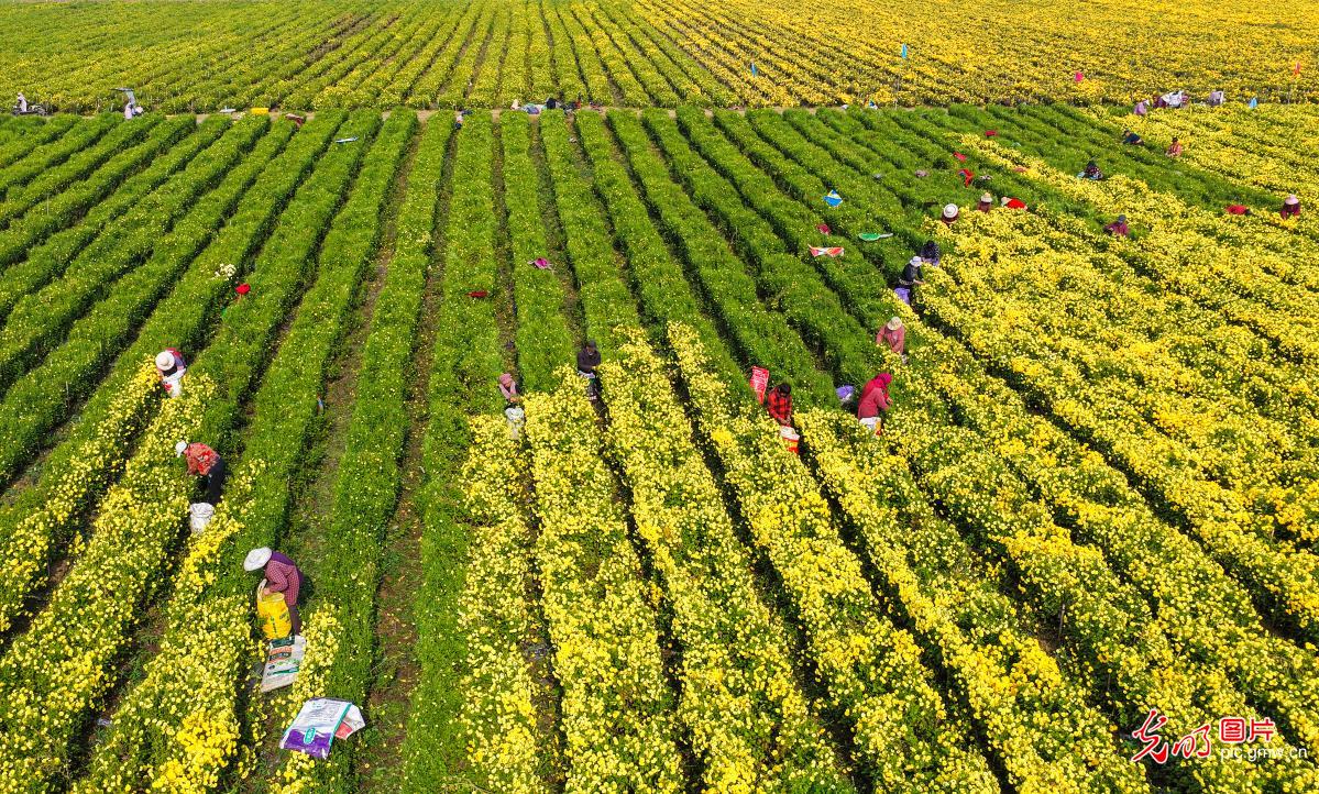 多彩菊花 铺就乡村致富路 多彩菊花 铺就乡村致富路
