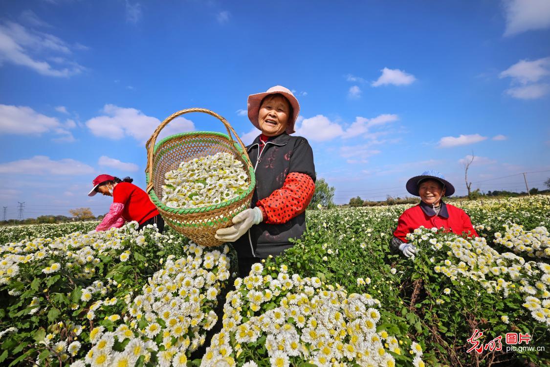 多彩菊花 铺就乡村致富路 多彩菊花 铺就乡村致富路