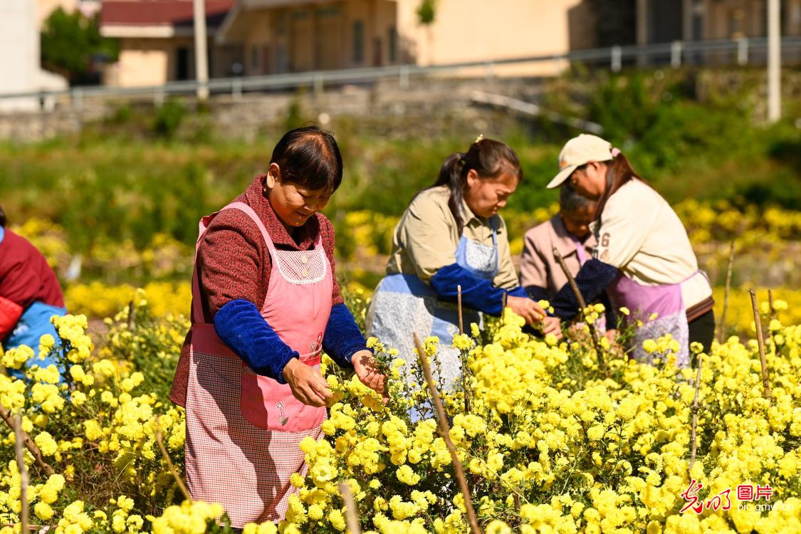多彩菊花 铺就乡村致富路 多彩菊花 铺就乡村致富路