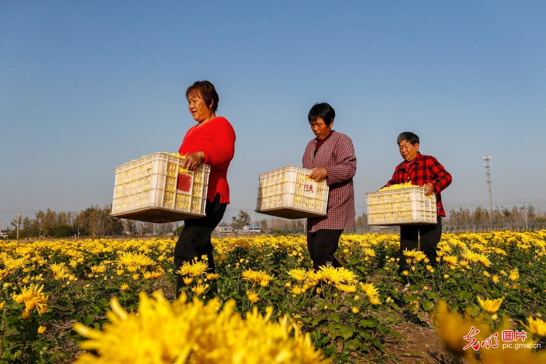 多彩菊花 铺就乡村致富路 多彩菊花 铺就乡村致富路