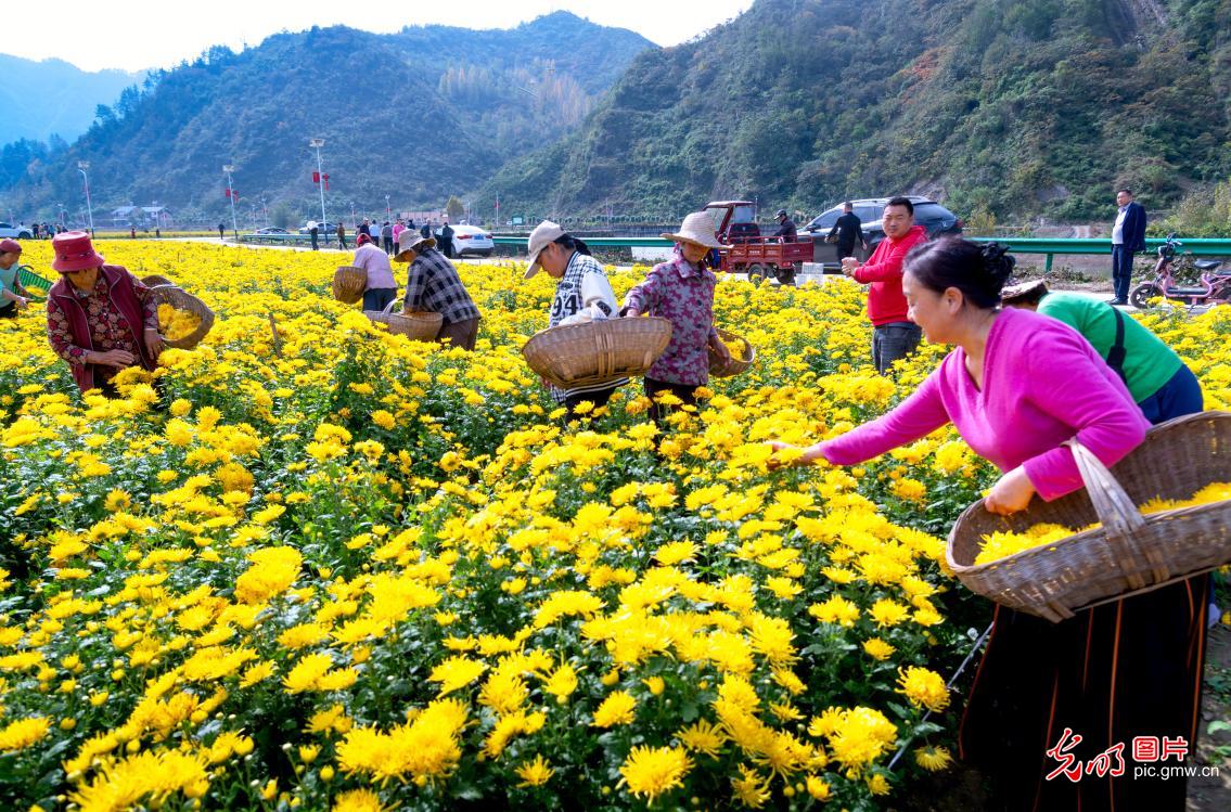 多彩菊花 铺就乡村致富路 多彩菊花 铺就乡村致富路