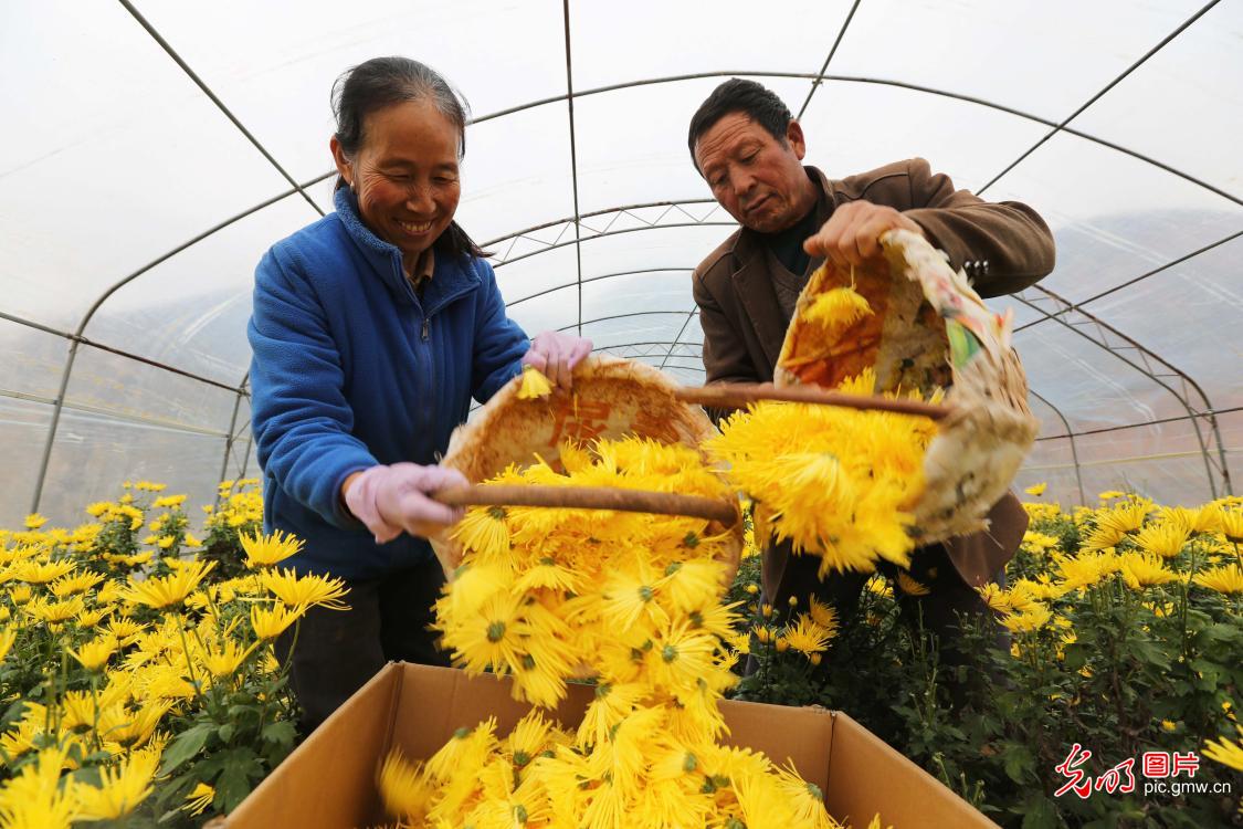多彩菊花 铺就乡村致富路 多彩菊花 铺就乡村致富路