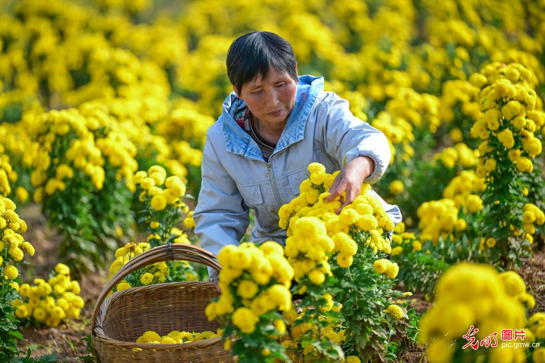 多彩菊花 铺就乡村致富路 多彩菊花 铺就乡村致富路