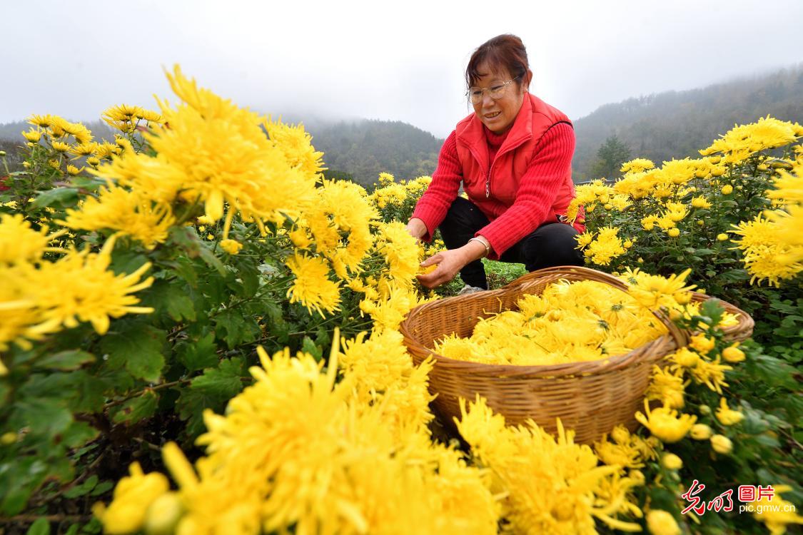 多彩菊花 铺就乡村致富路 多彩菊花 铺就乡村致富路