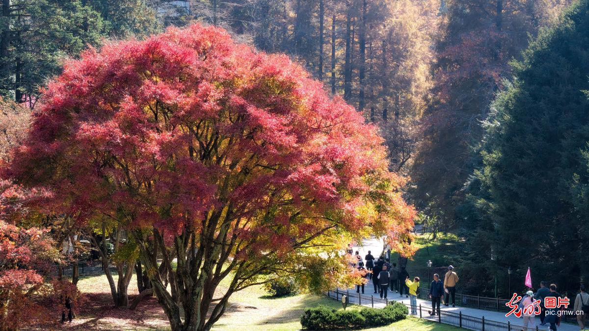 江西庐山开启金秋赏枫季