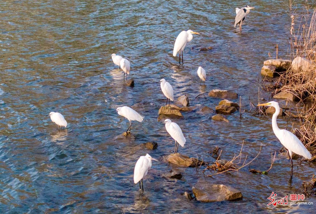 洛河岸边景美如画