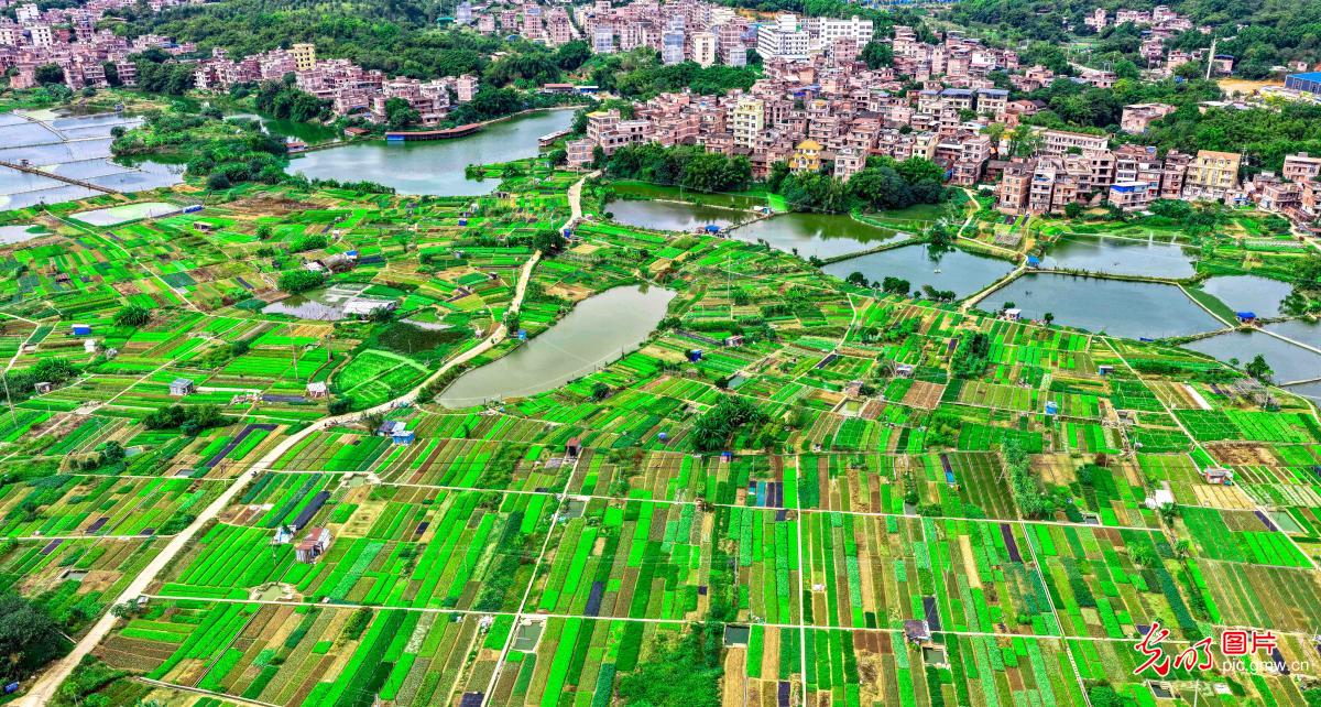 翠色田园织锦绣 乡村美卷入画来