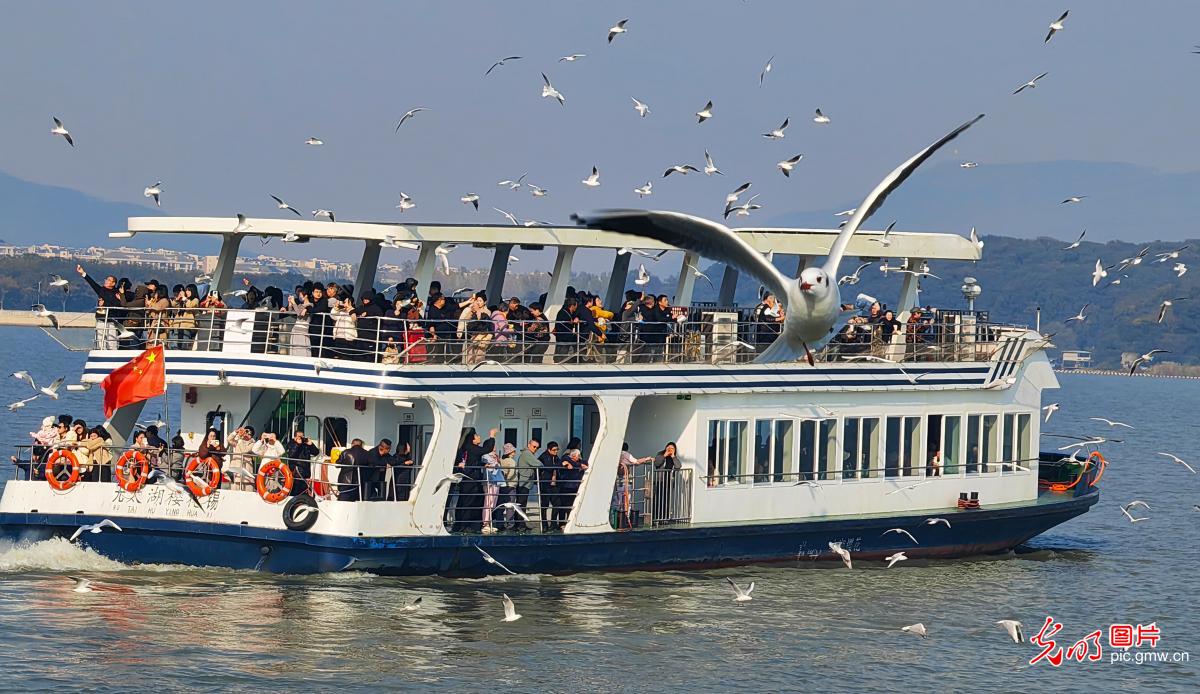 无锡太湖迎观鸥季