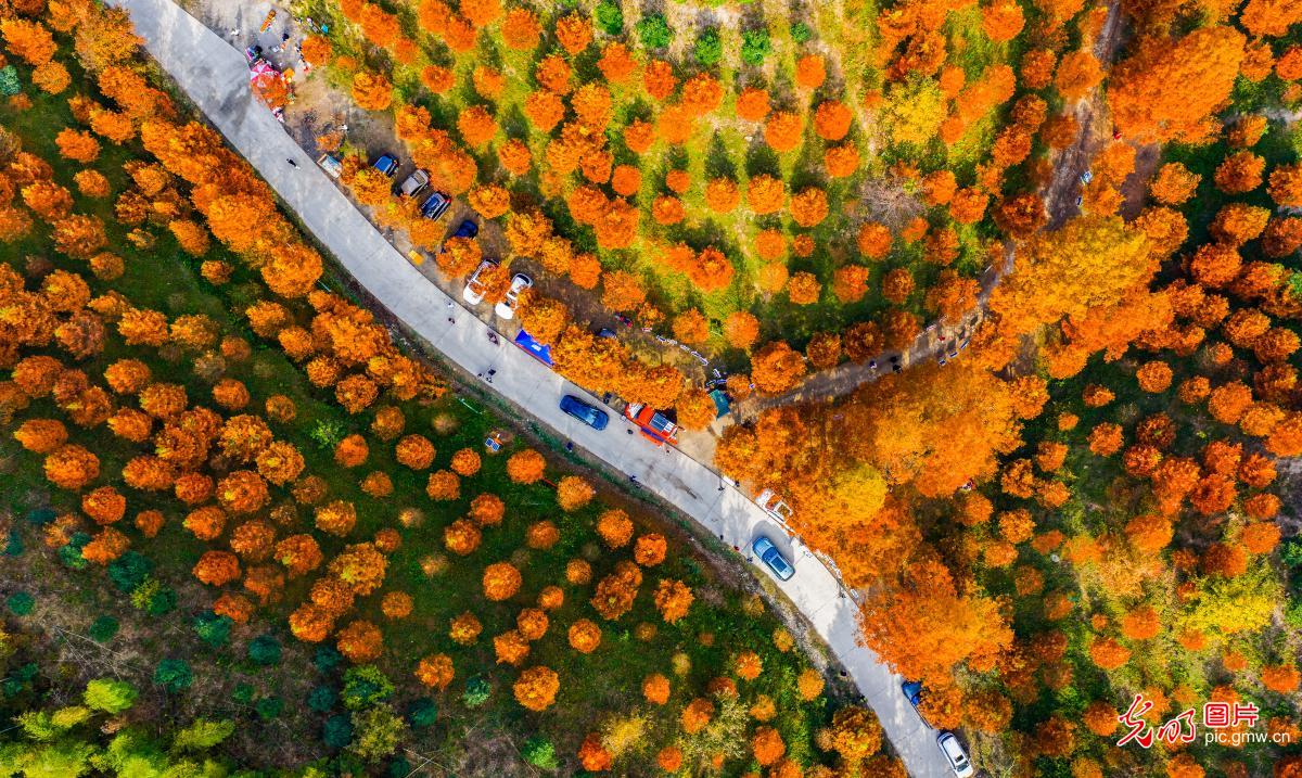 冬日水杉美如画