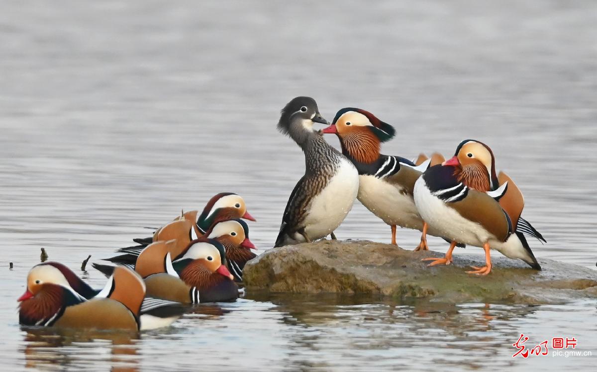 冬日鸳鸯戏水欢