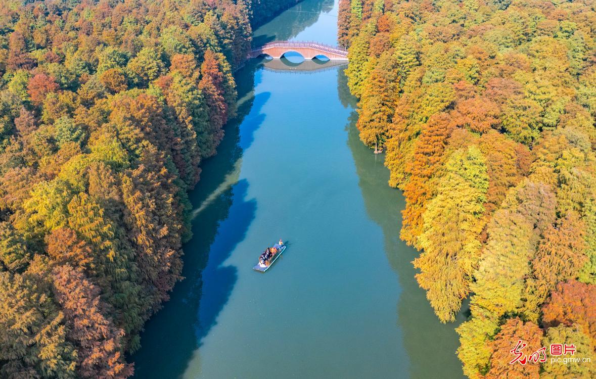 湿地公园 冬景如画