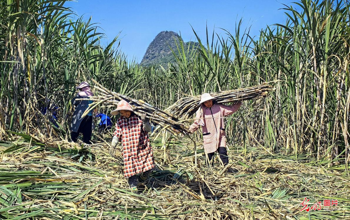 甘蔗迎来收获季