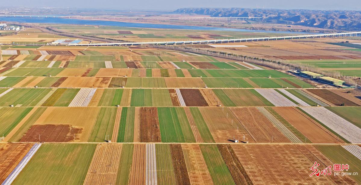高标准农田冬景如画