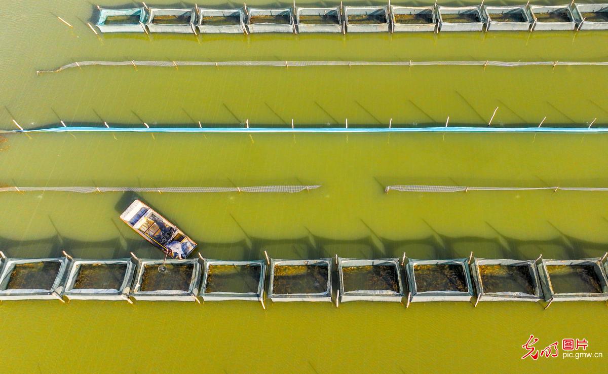 蟹塘管护 助力增产