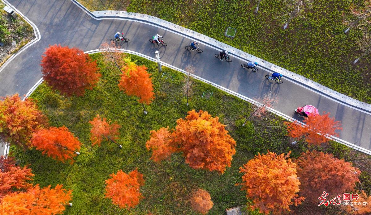 湿地公园景如画 市民骑行享美景