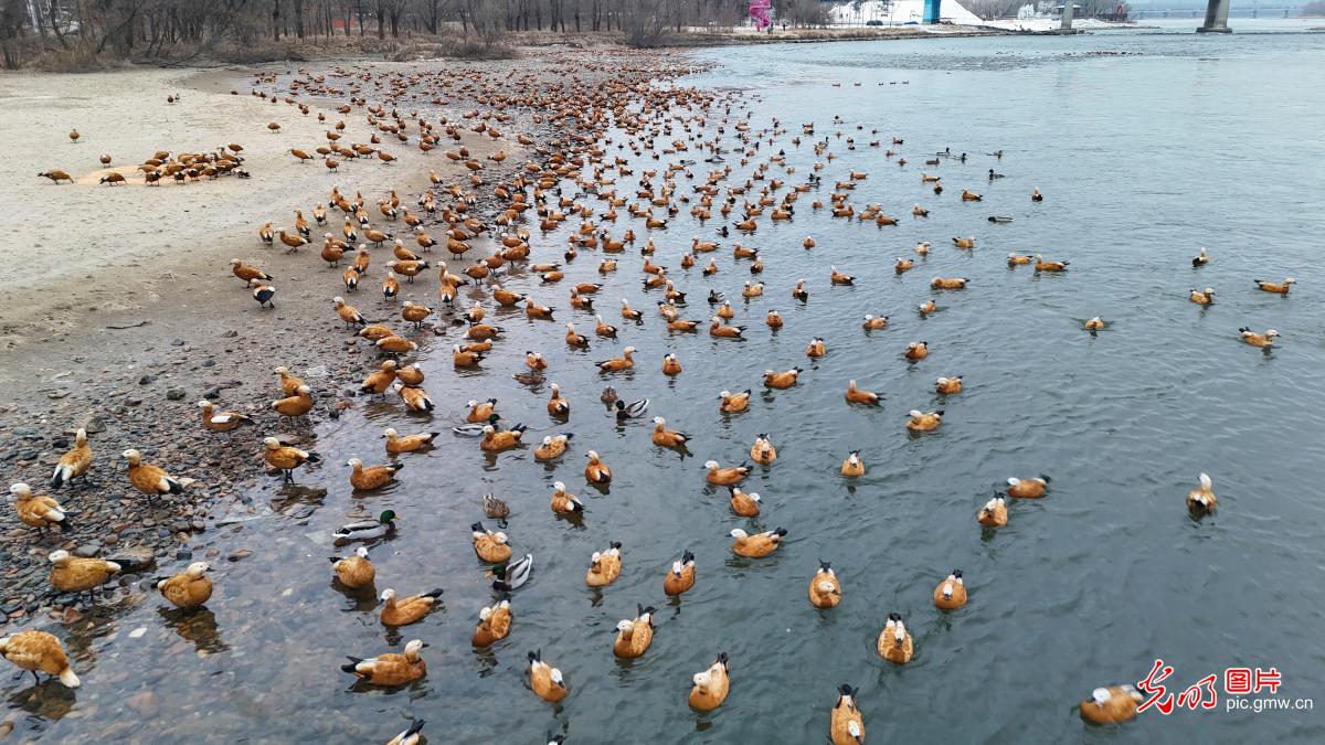 候鸟翩跹绘就冬日生态画卷 候鸟翩跹绘就冬日生态画卷