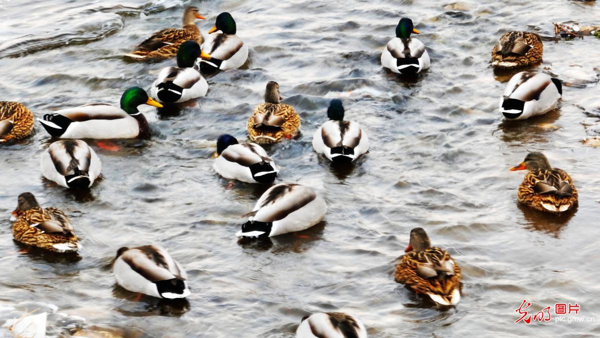 候鸟翩跹绘就冬日生态画卷 候鸟翩跹绘就冬日生态画卷