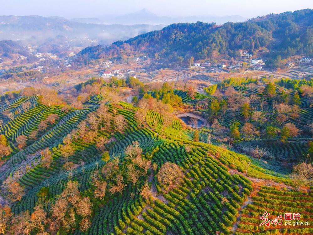 生态茶园绘就冬日好“丰”景