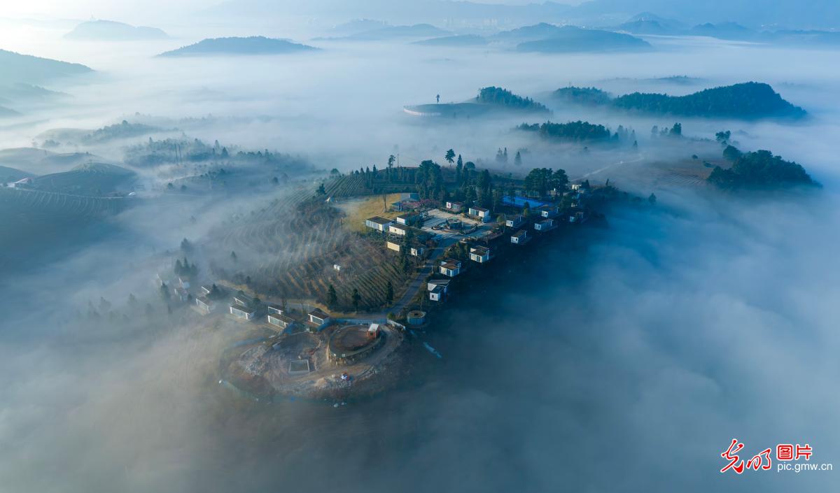 雾锁青山 云漫茶田