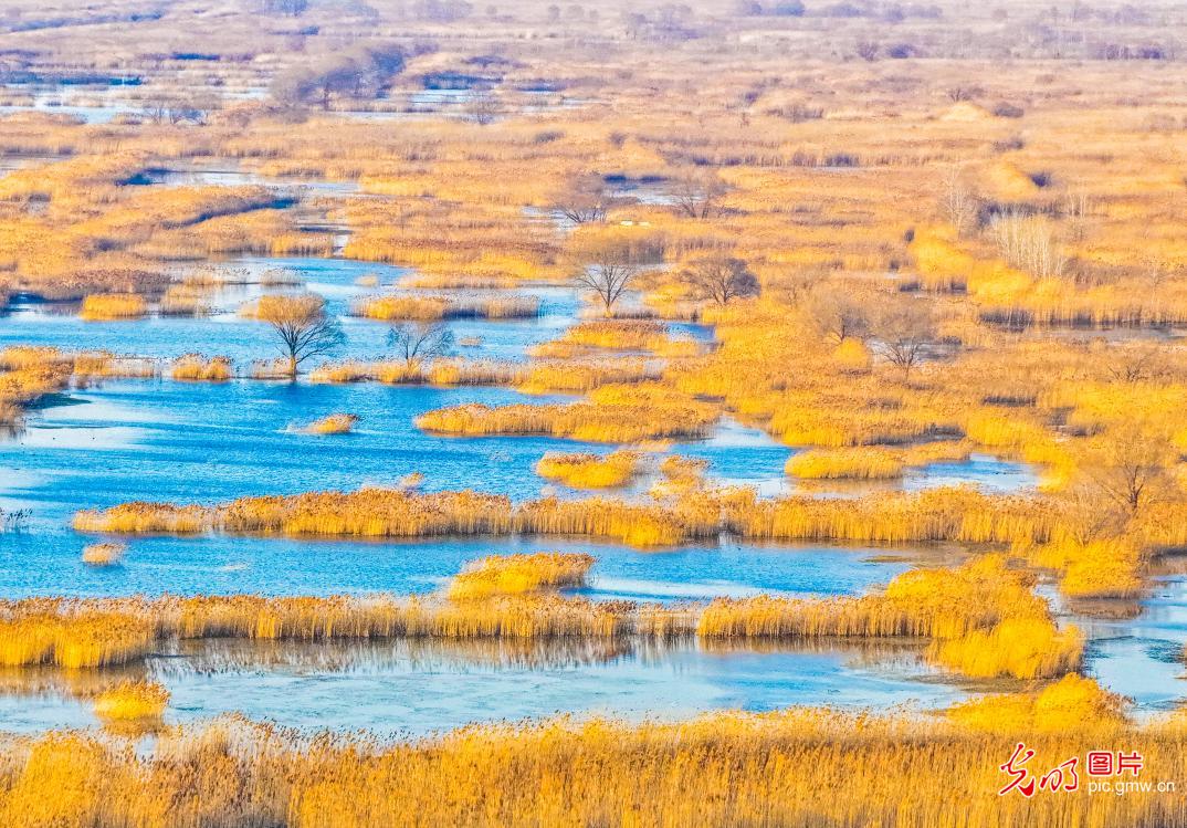 湿地冬韵如画