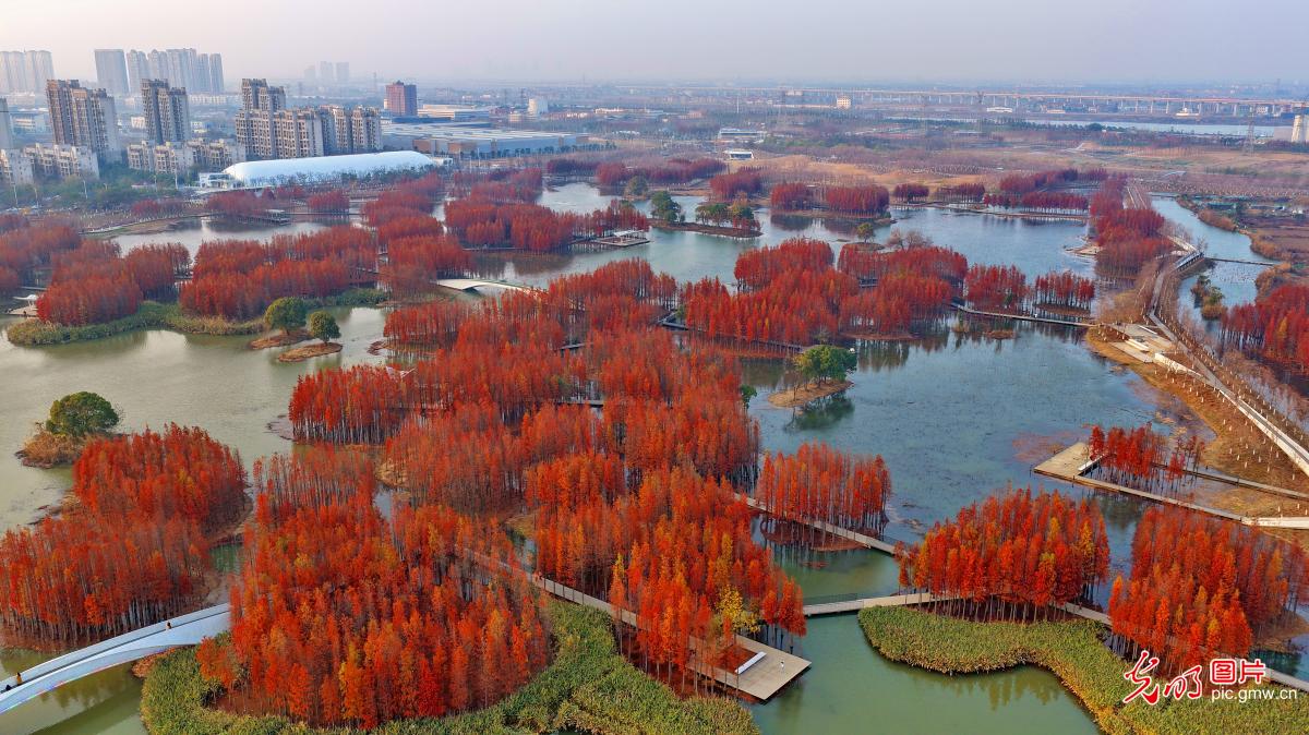 【大美中国·AI动画】“水上森林”景独好