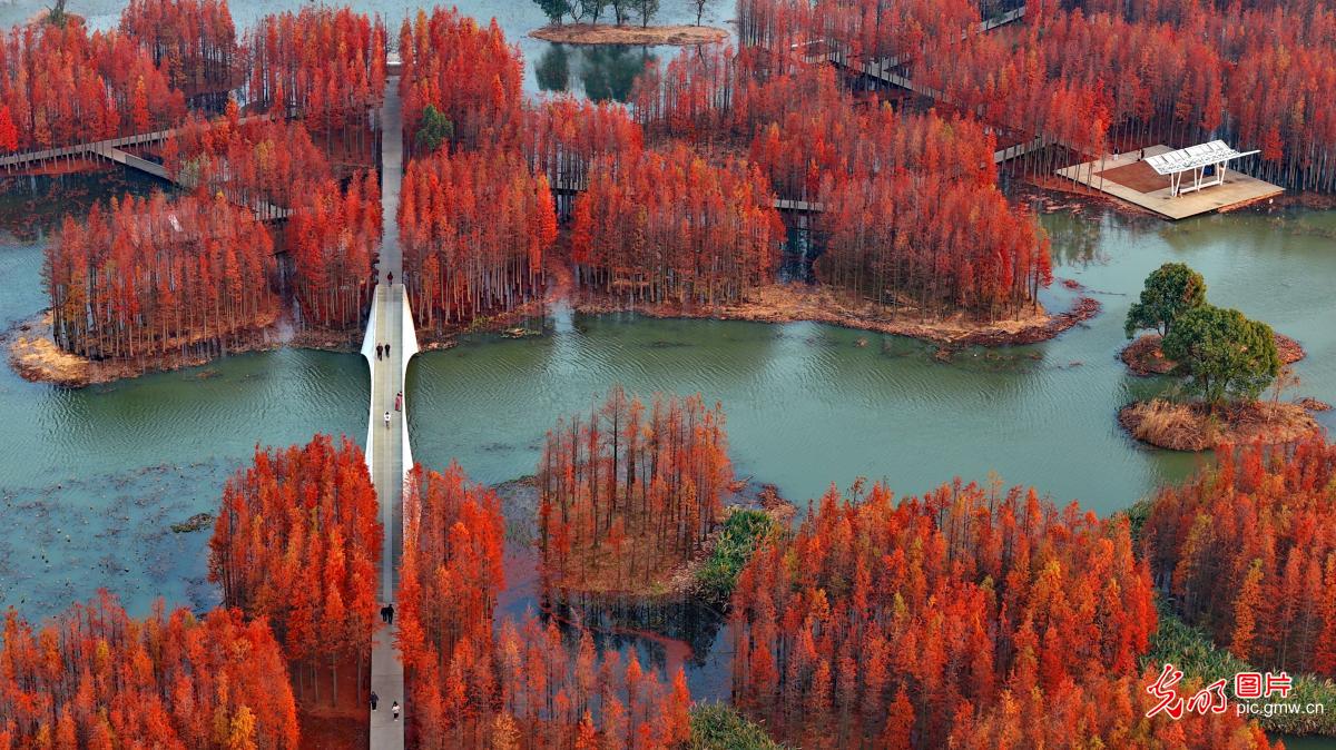 【大美中国·AI动画】“水上森林”景独好