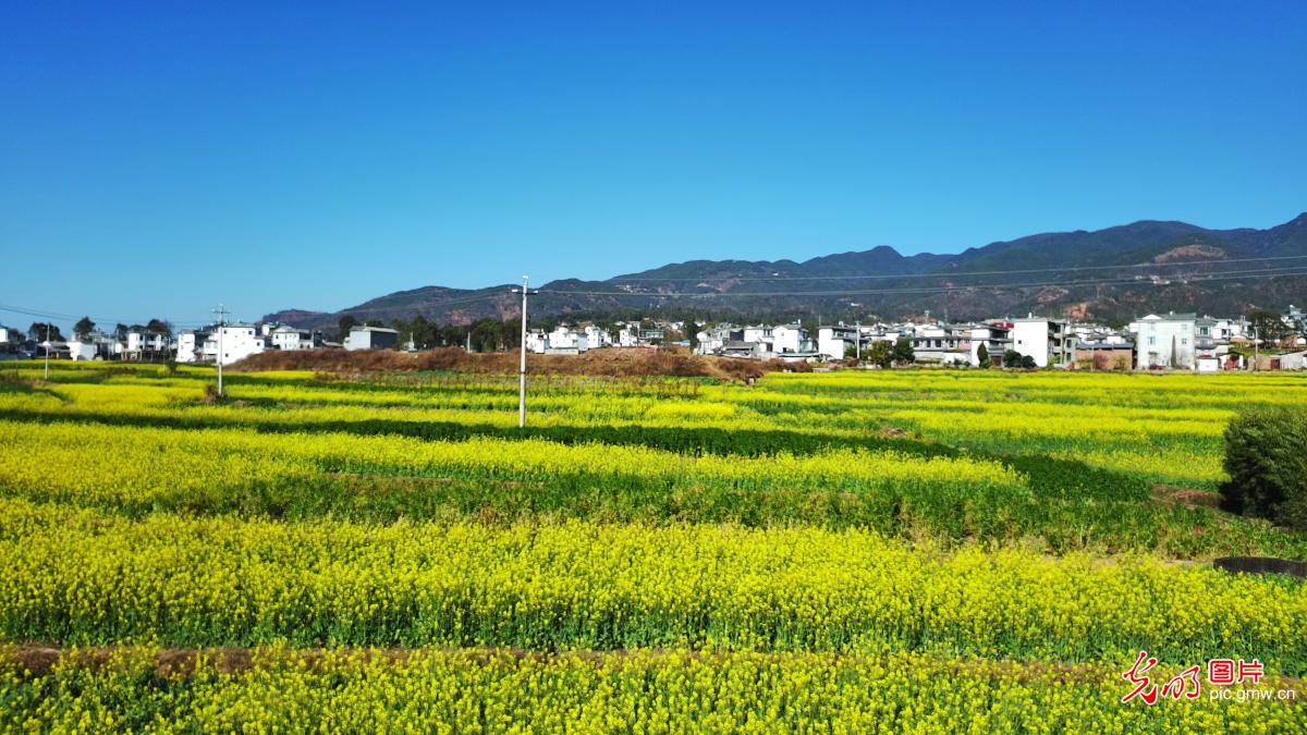 油菜花开景如画