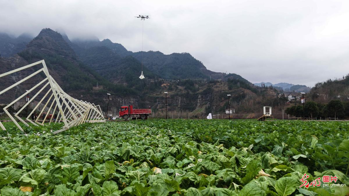 无人机转运青菜头 科技助力农事忙