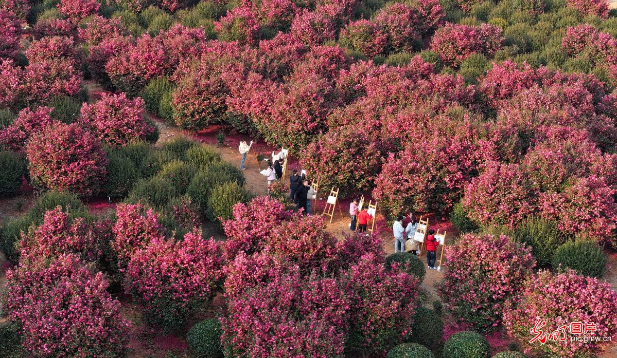 茶花映画 童趣满园