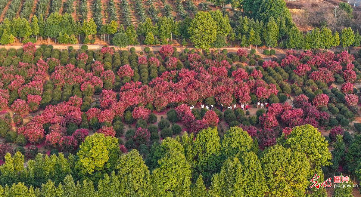 茶花映画 童趣满园
