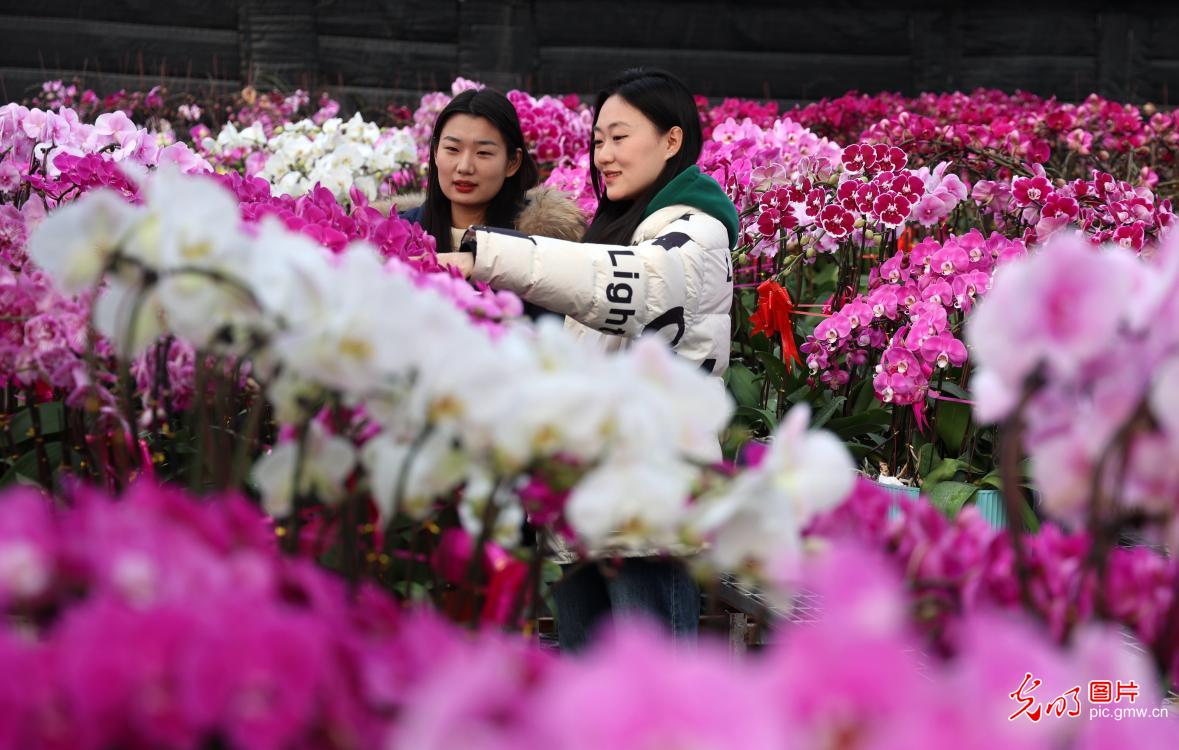 【新春走基层】新春花市“春来早” 全国花农保供忙