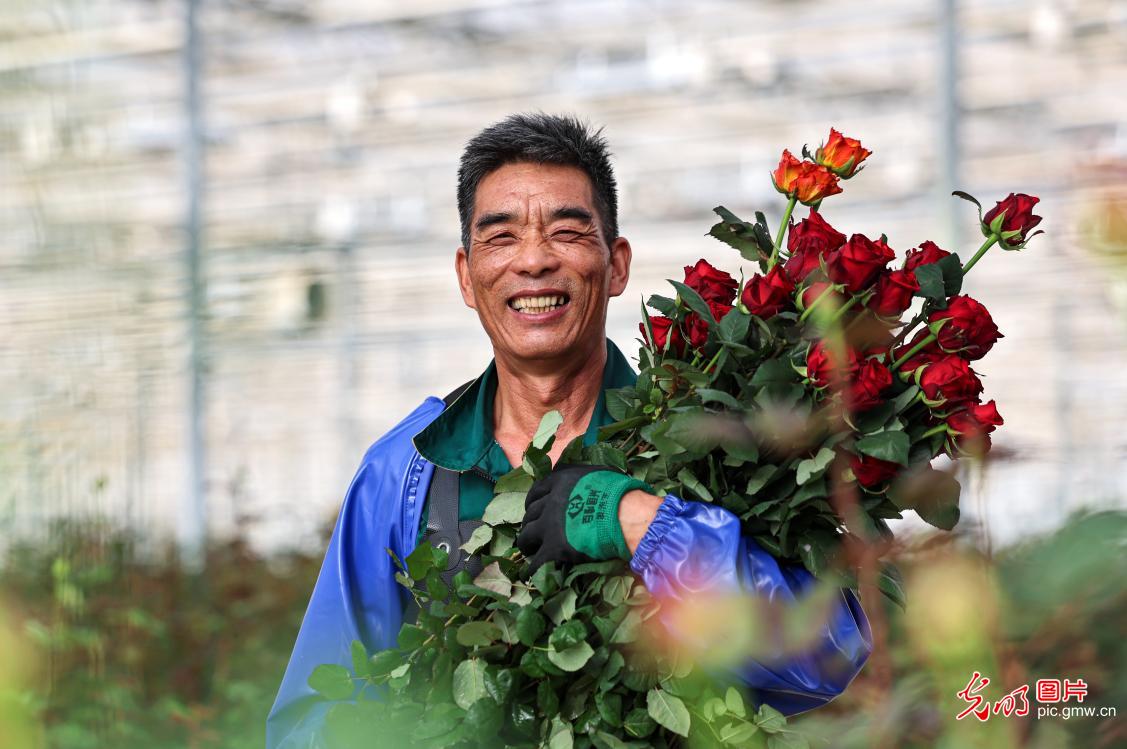 【新春走基层】新春花市“春来早” 全国花农保供忙