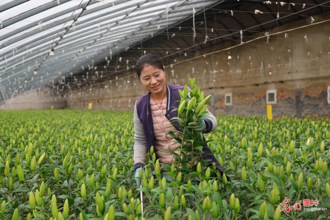 【新春走基层】新春花市“春来早” 全国花农保供忙