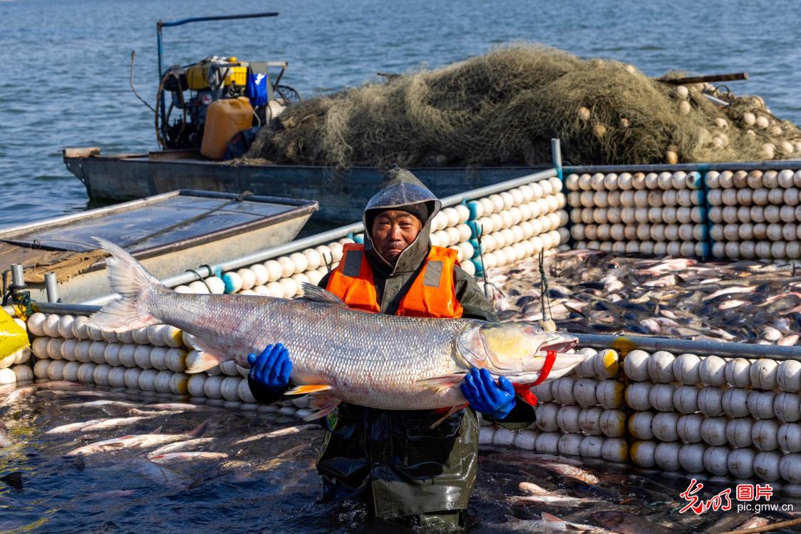 鱼跃人欢冬捕忙 浓情年味庆丰收 鱼跃人欢冬捕忙 浓情年味庆丰收