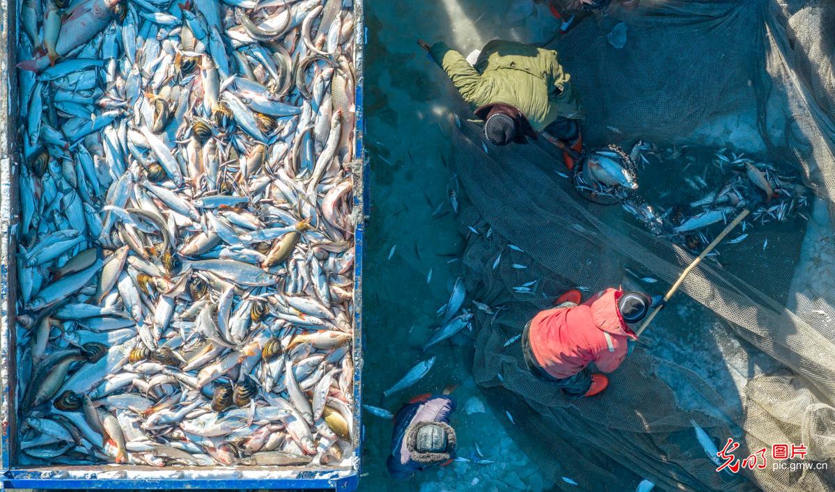 鱼跃人欢冬捕忙 浓情年味庆丰收 鱼跃人欢冬捕忙 浓情年味庆丰收