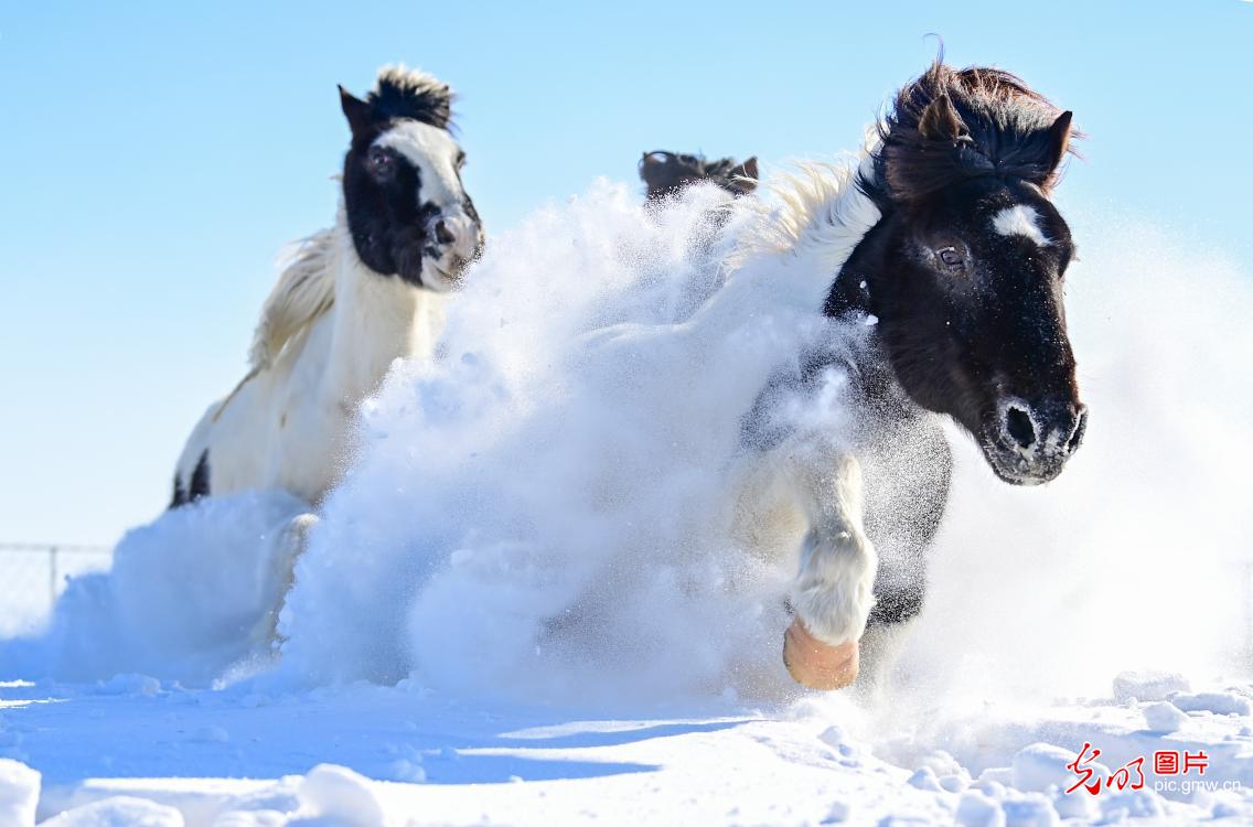 策马踏雪迎新春