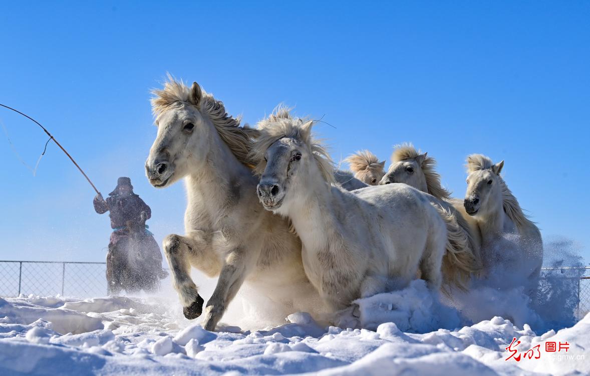 策马踏雪迎新春