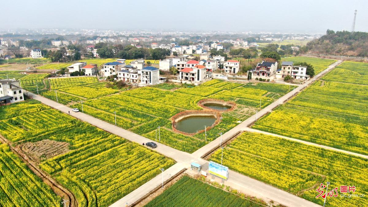 油菜花开绘春景