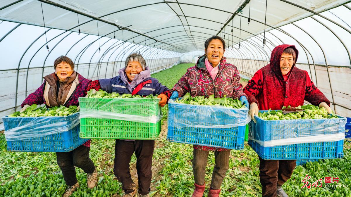春节临近 蔬菜保供忙