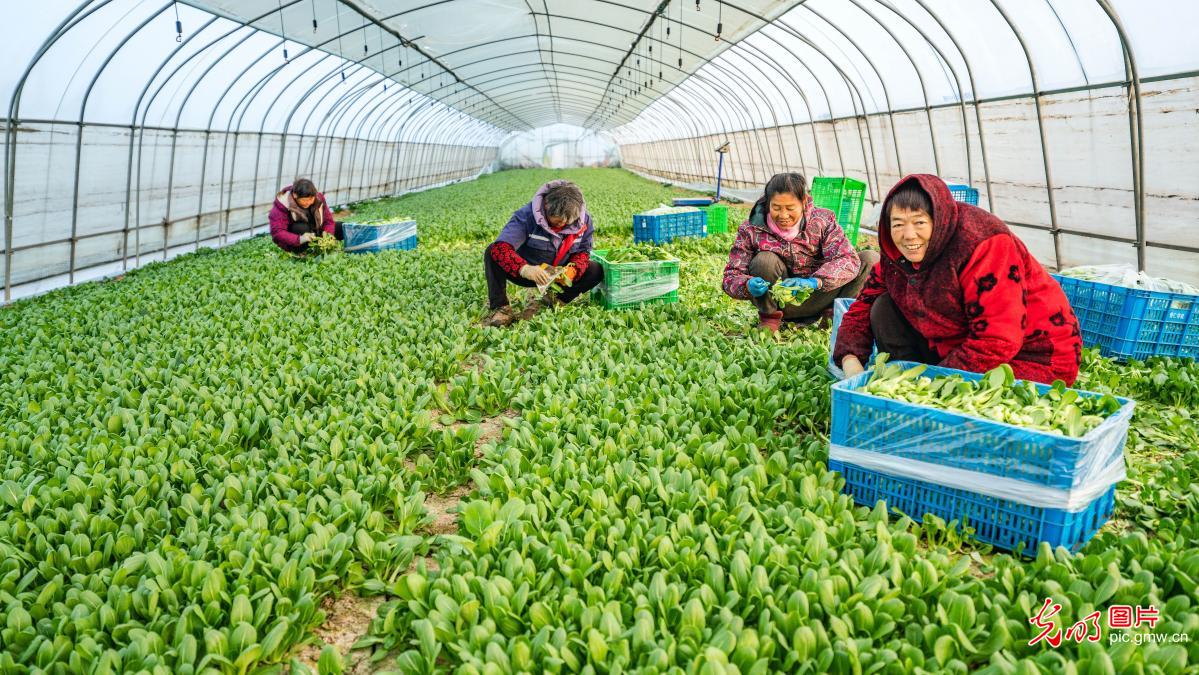 春节临近 蔬菜保供忙